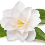 LA CAMELIA INNAMORATA